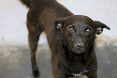 CHICCO Canile di Brindisi  